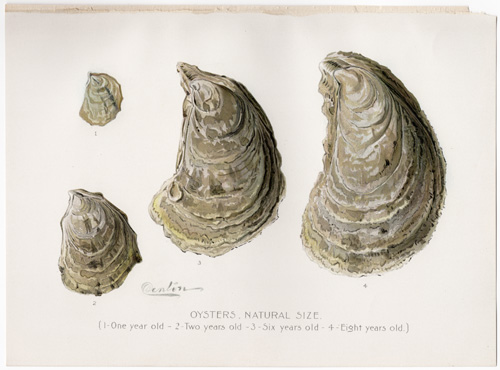 OYSTERS Denton fish lithograph from 1897